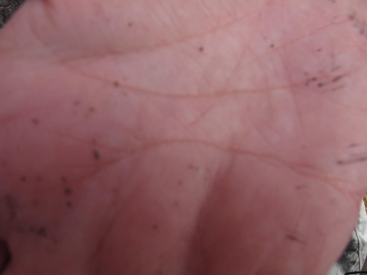 [Thelomma mammosum]